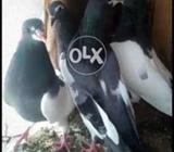 6 saabz khal kalyary