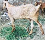 Makheecheeni bkri or sialkoti bkri for sale