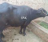 MashaAllah boht khobsort hy