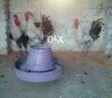Misri murgy for sale