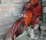 My orignal pela 4 sale
