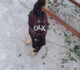 Patha for sall