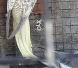 Pearl female
