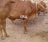 Pour sahiwal car wachiya