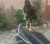 rawat