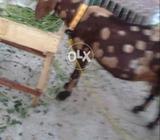 Share goat sall