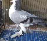 Silver sherazi big pamoz chick