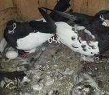 Siyah khal kalyara pair 4 sle