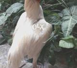 White parmoiz thikar 4 sale