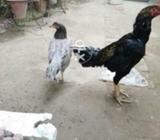 کل چار عدد ۔ ایک مشکی مرغا اور ایک گرے مرغی۔ایک پٹھا اور ایک پٹھی۔