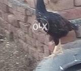 Asee murgeyan 2no 5000 ke