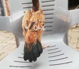 Beautiful queen for sale