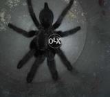 Black spider for sale