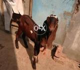 Daisy nagra khassi red colour