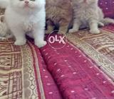 Excellent Persian kittens