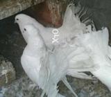 Full bareedr pair
