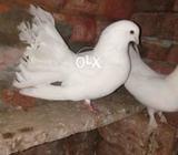 Full white breedar piar