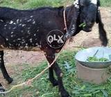 Goat for sale in rawal dam colony