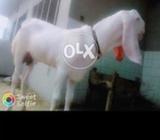 Goat's pair rajanpori