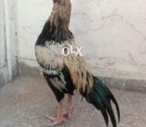 Jawa Mianwali