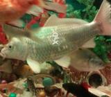 Milky koye 15inch