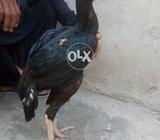 Mushka Clr Lamba Kadd