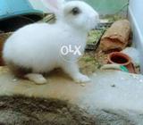 My cute Rabbet