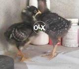 Play mouth 1month chixks