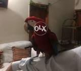 Red and blue bird