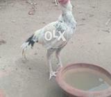 Seel murga jampin troofi