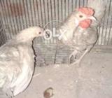 Silvar rozcomb pair age 5 manth old