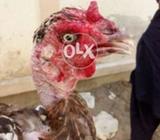 Vetnami cheeni murgi , blue nok nali,mazboot haddi