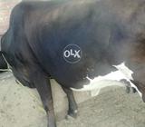 ساہيوال نسل کى گاۓ