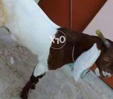2 Goat Selling