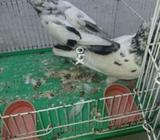 2 pair hi khaboter
