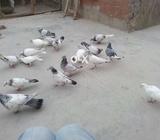 Acha nasal k kabli pati wala