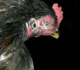 Aseel kala thory red par b hn