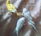 Australianparrots