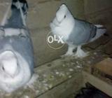 Balu sanntinet pair