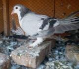 Baredar payar sabaz togy