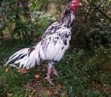 Beauty+Quality seen in pictures