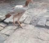 Buhat he payri madi hai aur thi caras hai