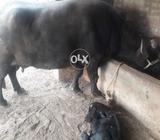 Dodh wali bhens fori hasil krin