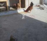 Goldan morga our morgi