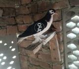 Kachpara male