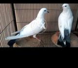 Kalduma breding pair