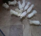 Laky bareder pair