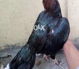 Madiya mushka tpni available