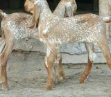 Makhi cheena male kids