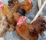 Milli Flower Young Roosters For Sale